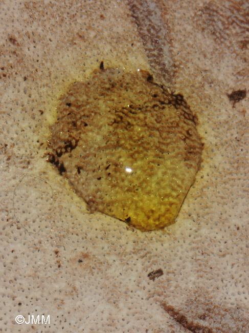 Ganoderma adspersum = Ganoderma australe